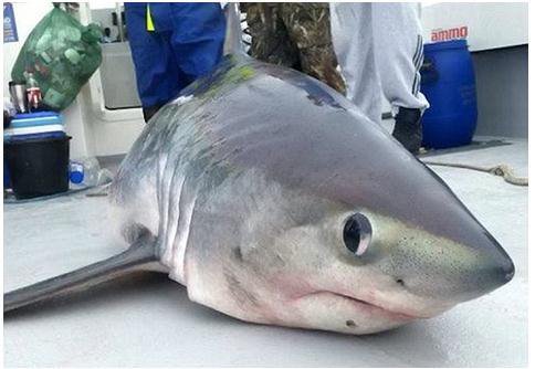 垂钓爱好者二十分钟轻松钓到重达400斤鼠鲨 -