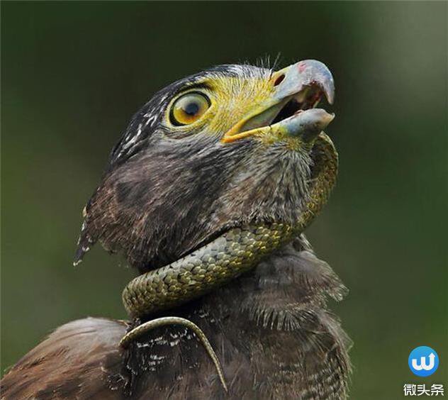 蛇雕在吃蛇的瞬间, 被毒蛇缠绕脖子! 太震撼了