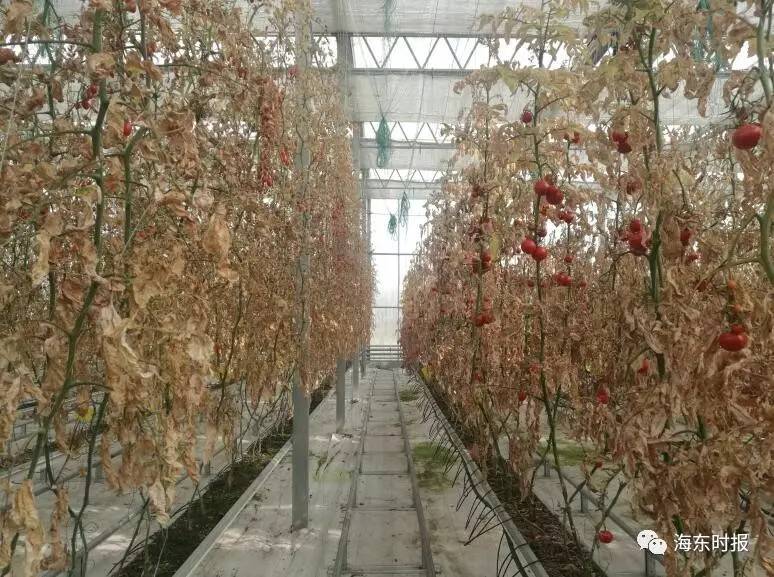 [微聚焦]平安硒岛采摘基地的农作物一夜间全被