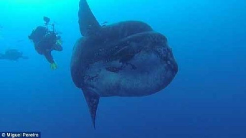 翻车鱼为什么侧躺 12962770067955514461.jpg?id=0&width=510