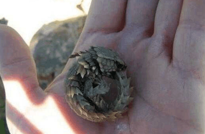 男子石缝中发现怪异生物, 凶悍的外表下却不曾