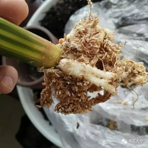 教你几招，啥花都能开爆盆！