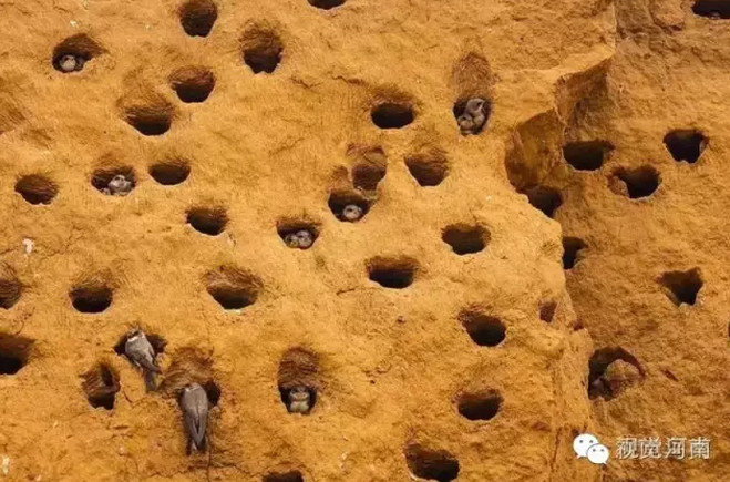 新郑工地再现上万崖沙燕 工地停工护鸟 - 3023