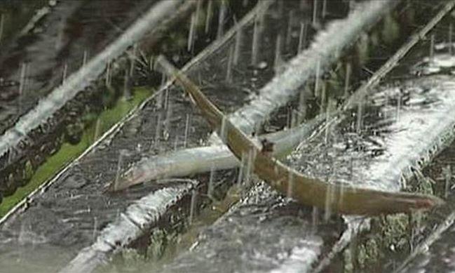 小镇突降暴雨却有奇怪响声, 推开门一看人们却