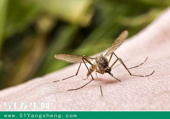 女人经常化妆最易被蚊子咬 - 3023.com