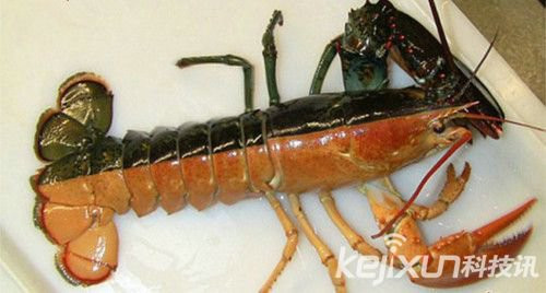 盘点:十大变异动物 白化麋鹿犹如独角兽_动物世界 3、粉红色巨型蛞蝓 一群科学研究者在迷雾蒙蒙的MountKaputar国家公园发现了这么一个神奇的生物。它有20厘米长,是一种巨型的蛞蝓,它全身粉红且能发出荧光,是肉食动物,专吃蜗牛为生。公园管理员说:这些东西一般晚上出来,有时候上百,趴在苔藓上面,看上去极为不真实。当地人又时候会报道看见这种神奇的生物,但只有最近它才被确认为是蛞蝓。但奇怪的是,正常蛞蝓的颜色多是灰色,和蜗牛的颜色差不多,但是这次发现的确实粉红色,实在是不多见。 4、半色的美国大虾 美国大龙虾(也叫缅因大龙虾)一般是棕色的,煮过之后变为橘