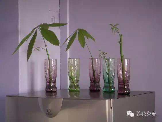 发财树至少要半个月才可以浇水一次