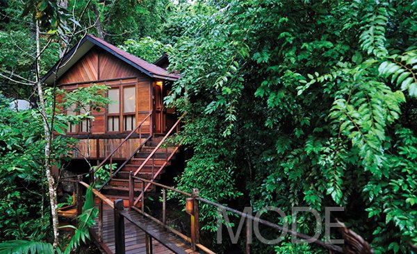 一次特别的住宿! 马来西亚树屋--驻马店新闻--驻