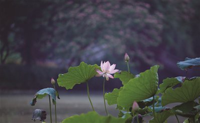 昨天杭州正式入梅 接下来几天基本都是雨水天