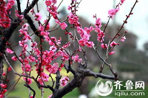 青岛初春赏花季 梅花桃花杏花樱花樱桃花咋区