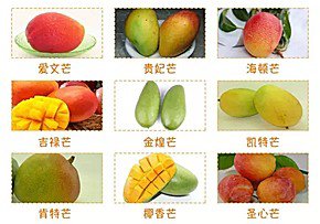 干货贴: 一张图让你认全攀枝花所有芒果种类 -