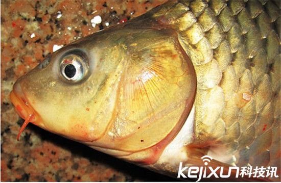 粪肉是什么? 人粪肉能吃吗? - 3023.com