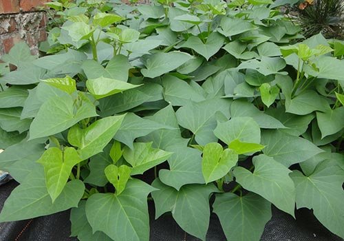 推荐10种常见野菜 味道独特营养价值高 - 3023