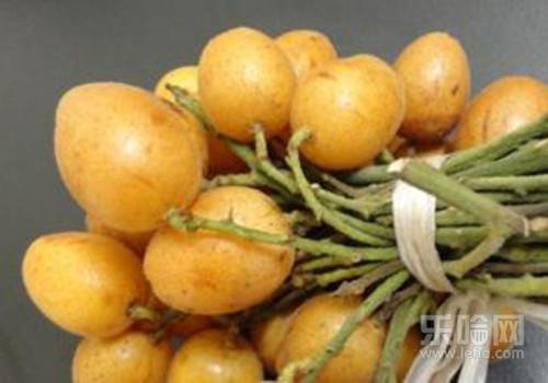 黄皮果孕妇能吃吗 - 3023.com