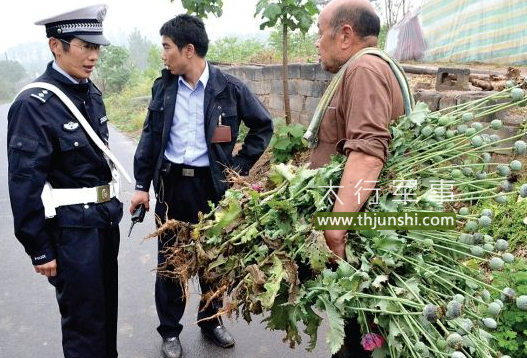  男子非法种罂粟 将承担责任 民警清点罂粟花共