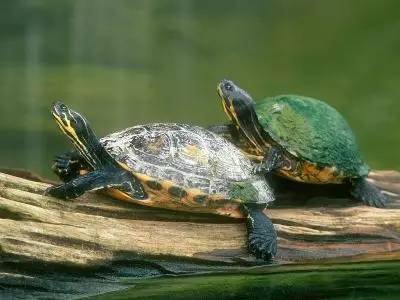 你知道怎样更好的养乌龟吗 - 3023.com