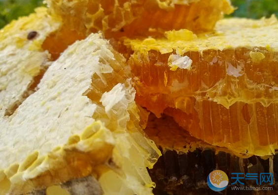 野生蜂蜜的作用与功效及鉴定方法 如何辨别真