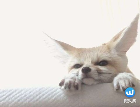 主人上传2只大耳朵狐狸的日常后, 立马爆红要被萌哭啊! - 3023.com