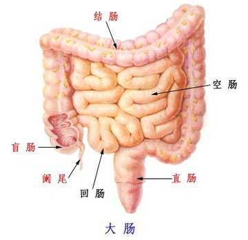 [3,大肠排毒]