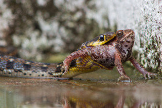 实拍印度游蛇捕食青蛙瞬间 场面残忍