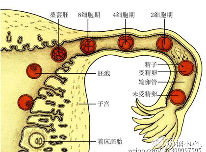 动态三维对子宫输卵管超声造影通畅性的评价