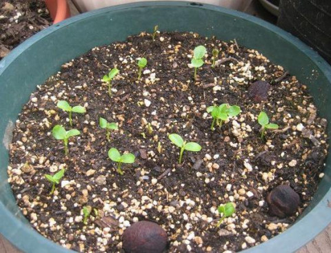 木瓜吃完种子不要丢, 3周后奇迹就发生了