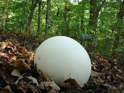 国外男子野外发现一"巨型蛋", 网上求助后原来是难得的中药之材