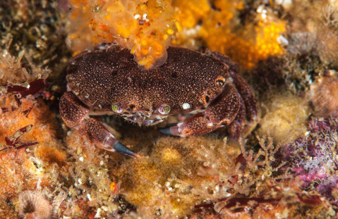 摄影师拍苏格兰海岸海洋生物迷人照片摄影师拍苏格兰海岸海洋生物迷人