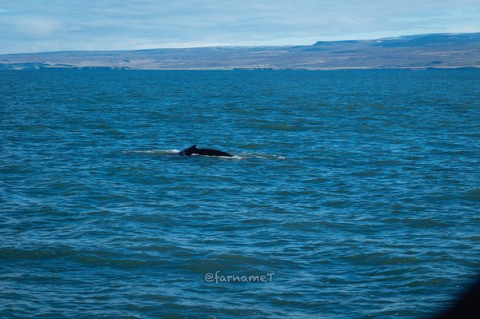 由于拥有寒暖流交汇的地理位置,据说世界上一半的鲸鱼都要经过这里;5