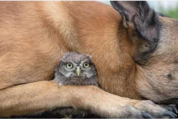 牧羊犬和一只猫头鹰的友谊