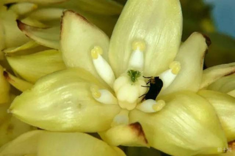 尤其是那種吸血生物和花蜜捕食者特有的刺吸式口器或嚼吸式口器