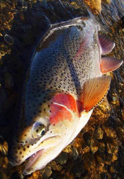 75 梭鱼——犬鱼 点击加载图片 76 香波螺——波