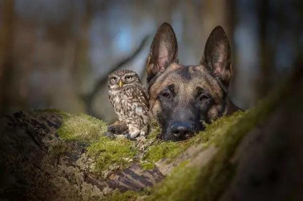 牧羊犬和一只猫头鹰的友谊