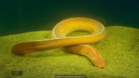 粘盲鳗为什么要把自己卷起来?