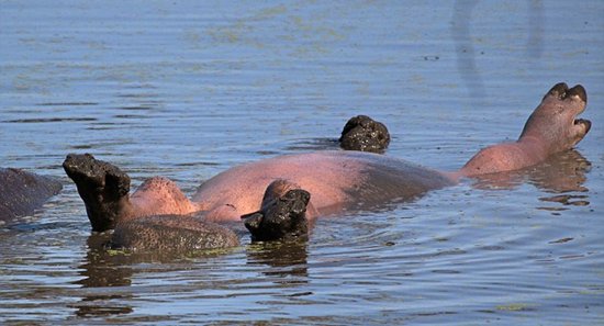 组图: 南非河马四脚朝天在水面"仰泳"