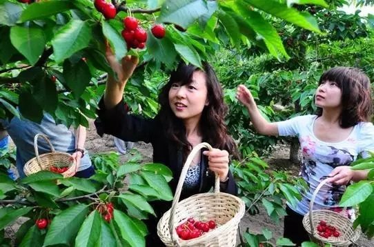 西山碧鸡关是昆明采摘樱桃最近的地方.