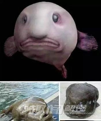 不忍直视! 盘点自然界最丑的十大动物